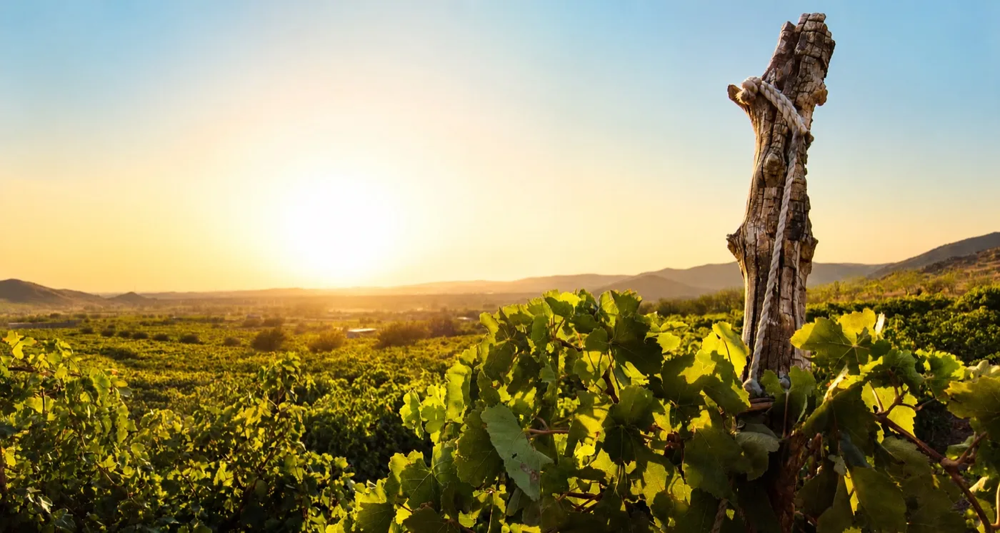 Sunset over the Malekan vineyards